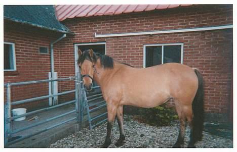 Anden særlig race Frydenhøjs Freja - Freja alene i vores gård.. Ikke så længe efter at vi fik hende. (hun havde hverken Fini eller Fleur der) billede 10
