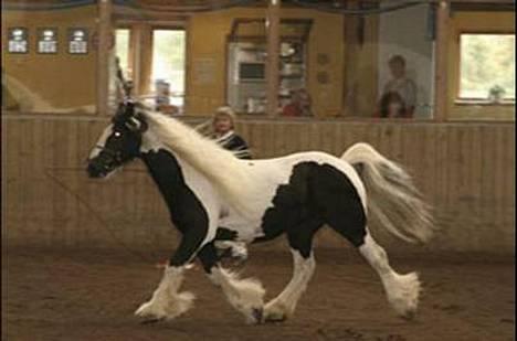 Tinker Lord Wallentin  * DØD * - Wallentin til kårring billede 5