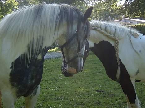 Tinker Lord Wallentin  * DØD * - 2 smukke Tinkere billede 6