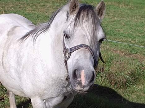 Welsh Mountain (sec A) Salami billede 4