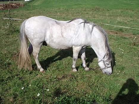 Welsh Mountain (sec A) Salami billede 5