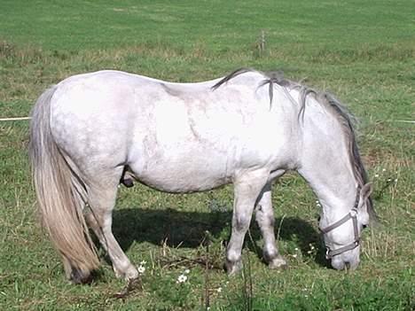 Welsh Mountain (sec A) Salami billede 6