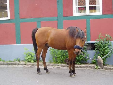 Anden særlig race Sunshine - Smukke Sunshine billede 1