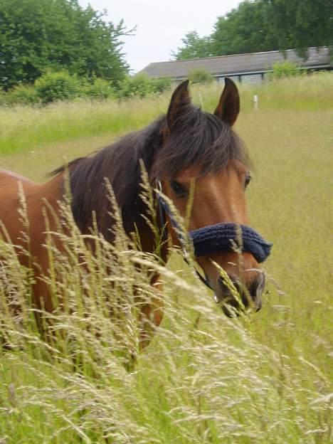 Anden særlig race Sunshine - Hvor er jeg mon? BØH!!! der var jeg jo. billede 2