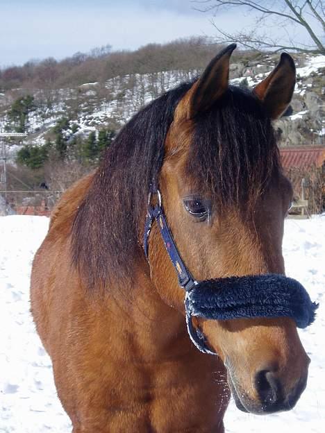 Anden særlig race Sunshine - Sne  billede 3