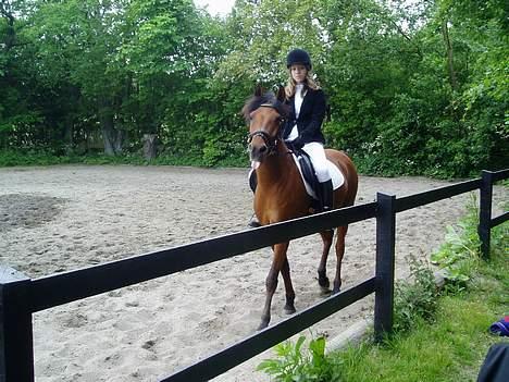 Anden særlig race Sunshine - Sunshine og jeg til.....øh.....stævne? billede 4