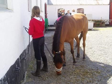 Anden særlig race Sunshine - På Siegård billede 5