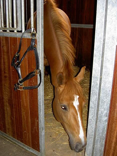 Dansk Varmblod Gaia  SOLGT - Gaia hygger sig i hendes boks, men ville gerne lige ud og sige hej. billede 7