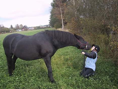 New Forest black silver *død*  - heeeeey...hit med dit æble billede 4