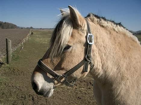 Fjordhest Freja †RIP 23/11-2010 billede 12
