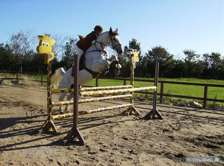 Dansk Varmblod La-Troya - solgt. - U-LC. 9. sep. ´07 billede 2