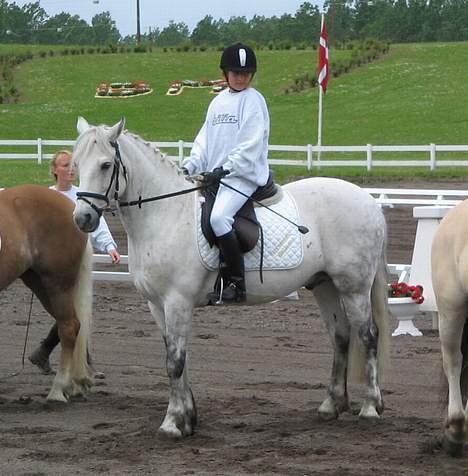 Connemara Elmely's Top Gun - Fine Tops <3 billede 15