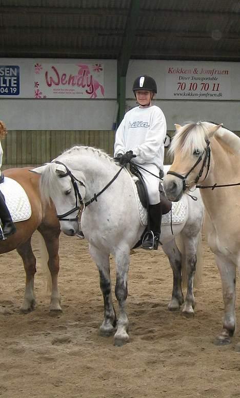 Connemara Elmely's Top Gun - Parade sammen med Ponygames holdet til fotografering. billede 16