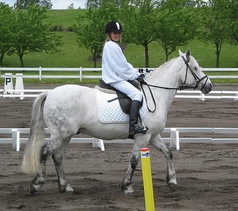 Connemara Elmely's Top Gun - Juhu. billede 17