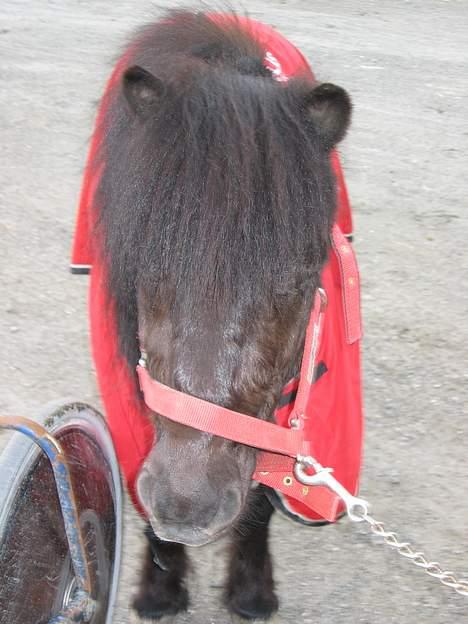 Shetlænder Lill-Patrik (solgt) - Her e Patrik på bano =) billede 9