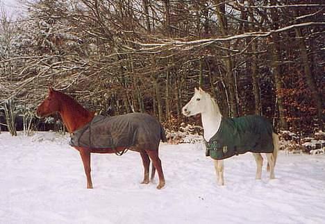 Connemara twiggi munkholm billede 11