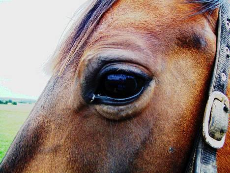 Traver Virina T - Uf , der sidder en flue i mit øje :) billede 16