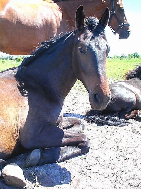 Dansk Varmblod Castello-aflivet - Ihh det er sååå varmt idag ;) billede 5