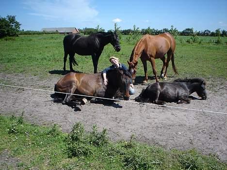 Dansk Varmblod Castello-aflivet - Castello og Jeg billede 6