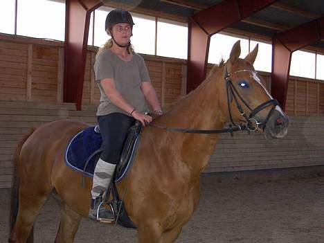 Dansk Varmblod Gaia  SOLGT - Gaia og jeg arbejder. billede 8