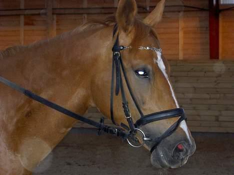 Dansk Varmblod Gaia  SOLGT billede 10