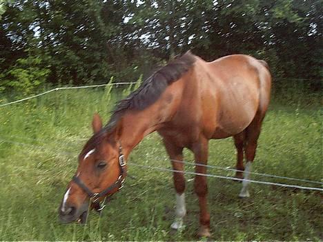 Anden særlig race Rasmus *R.I.P* - gammelt. billede 1