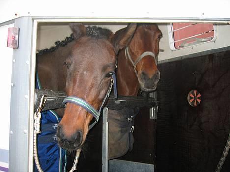 New Forest Elmholts Odessa SOLGT - Odessa og Jackie til c-stævne i Kolding d. 1. april:-D billede 8