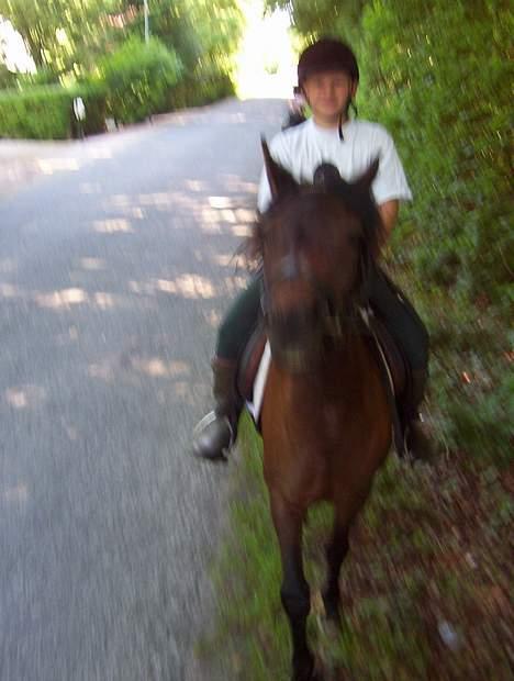 New Forest Elmholts Odessa SOLGT - Odessa på farten (taget fra hest) billede 9