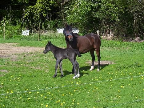 New Forest Åbakkens Mayfield SOLGT - På fold tæt på moaar. dagen efter hun blev født:-) billede 4