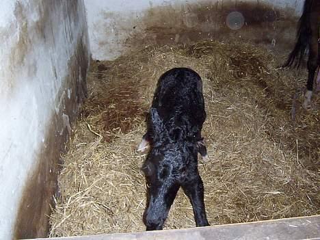 New Forest Åbakkens Mayfield SOLGT - Nye Mayfield=) billede 5