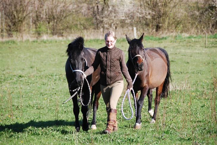 New Forest Åbakkens Mayfield SOLGT - april 08 billede 6