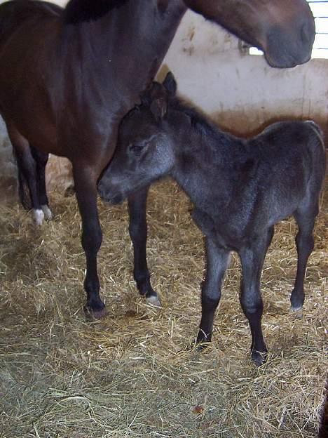 New Forest Åbakkens Mayfield SOLGT - Hvor er hun södte:-) billede 7