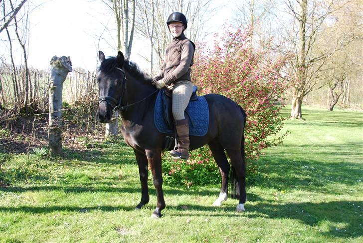 New Forest Åbakkens Mayfield SOLGT - Aller sidste ridetur:´( billede 9