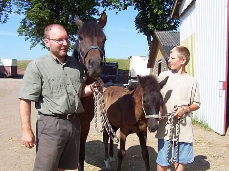 New Forest Åbakkens Mayfield SOLGT - Til den onde brændemærkning billede 10