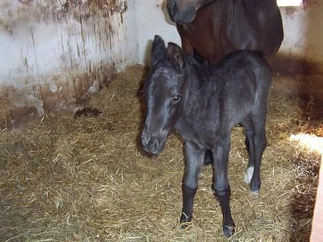 New Forest Åbakkens Mayfield SOLGT - Hvor er hun smuk:-) billede 11