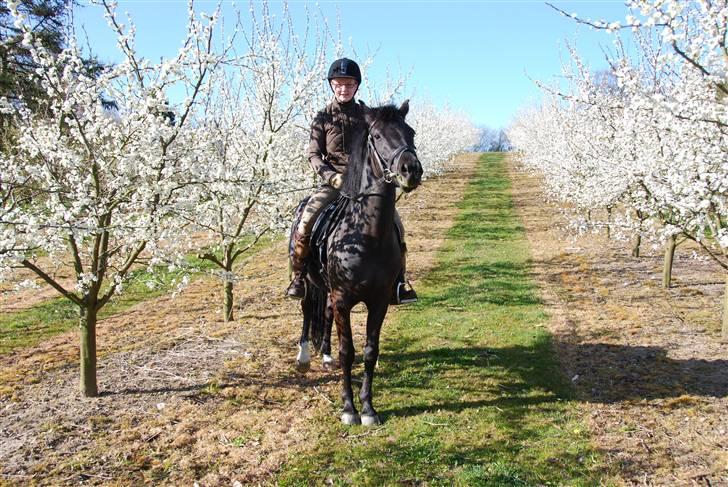 New Forest Åbakkens Mayfield SOLGT - Sidste ridetur billede 12