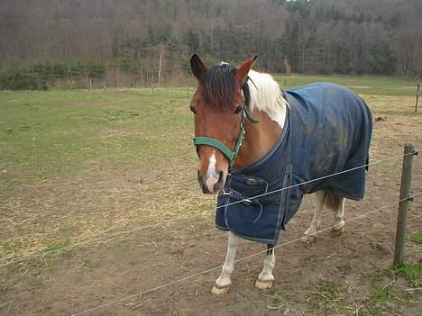 Anden særlig race Tex (Solgt) - Dejlige dreng <3 billede 2