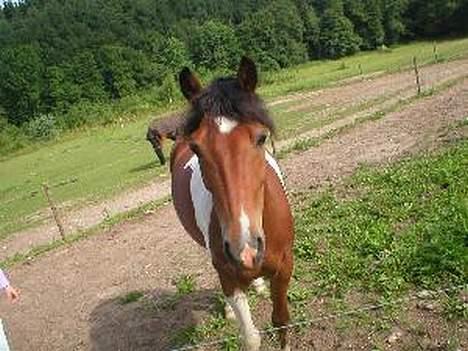 Anden særlig race Tex (Solgt) - Uff , min lille fyr ;D billede 3