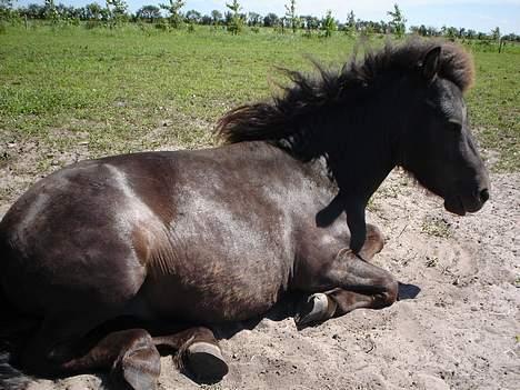 Shetlænder Balder RIP - uhh hvor er det varmt idag :) billede 7