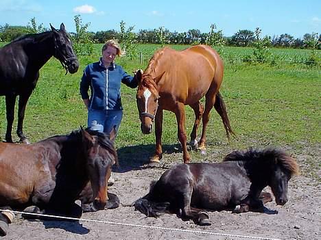 Dansk Varmblod Michelle M RIP. - Her hr vi så mig med mine heste en sommerdag ;) billede 5