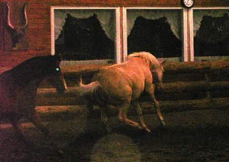 Dansk Varmblod Jackpot - huhei sjov i ridehuset billede 12