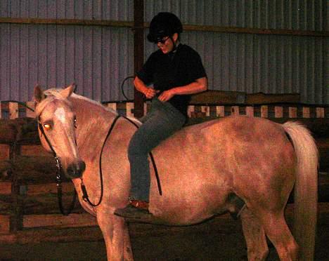 Dansk Varmblod Jackpot - Stina har forberedt sig og har gulerødder med billede 13