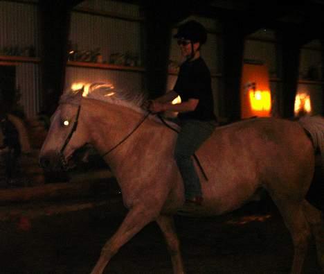 Dansk Varmblod Jackpot - god træning billede 14