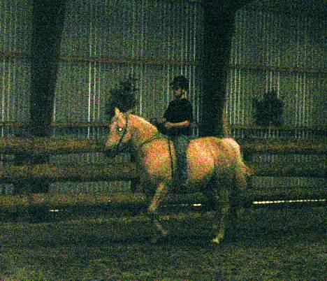 Dansk Varmblod Jackpot - uha det er svært det her billede 15