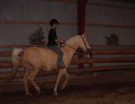 Dansk Varmblod Jackpot - Pot hjælper Stina træne sit sæde billede 16