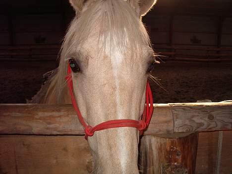 Dansk Varmblod Jackpot - så skal der ske noget! billede 17