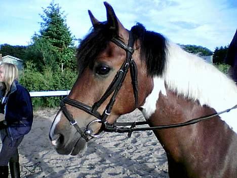 Anden særlig race Tex (Solgt) - Charmetrold <3 billede 8