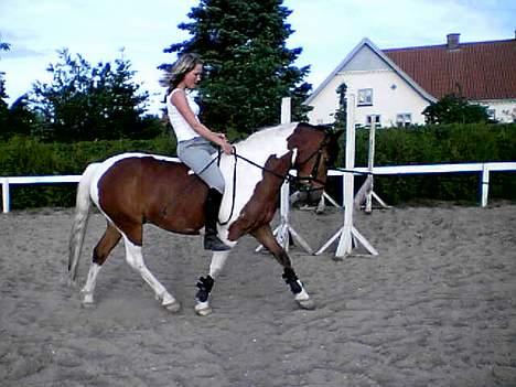 Anden særlig race Tex (Solgt) - Uden sadle <3 billede 9