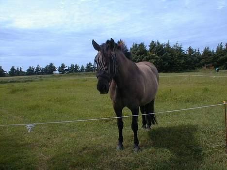 Anden særlig race Hannibal Aflivet 13/6 06 - Smukke Hannibal... Sommer 2003 billede 11