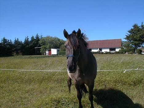 Anden særlig race Hannibal Aflivet 13/6 06 - Frække Hannibal..<3 billede 13